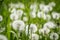 White soft dandelion green summer background