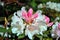 White, soft pink rhododendron flowers, blurry green leaves, natural organic