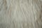 White soft sheep wool texture background.