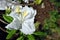 White, soft yellow pistil rhododendron flowers, blurry green leaves