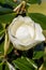 White Southern Magnolia Flower in Bloom on a Tree in North Central Florida