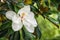 White southern magnolia flower blossom