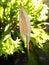 White spadix