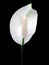 A white spadix flower