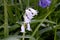 White Spanish Bluebell Hyacinth 01
