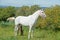 White spanish mare posing against tangerine tree. Andalusia. Spain