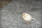 White sparrow leucism