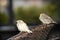 White sparrow leucism