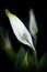 White spathiphyllum