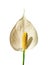 The white Spathiphyllum flower is isolated on a white