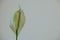 white Spathiphyllum flower on a white background copy space