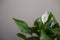 White spathiphyllum houseplant in blossom