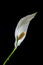 White spathiphyllum lily flower