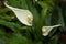 White spathyphyllum with green spadix