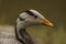 White special duck near dirty water lake in summer dry day