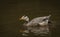 White special duck near dirty water lake in summer dry day