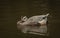 White special duck near dirty water lake in summer dry day