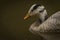 White special duck near dirty water lake in summer dry day