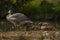 White special duck near dirty water lake in summer dry day