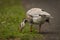 White special duck near dirty water lake in summer dry day