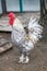 White and speckled rooster of a special breed with a bright red comb and spurs
