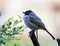 The white-spectacled bulbul perche on the branch