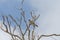 White-spectacled bulbul in a Tree