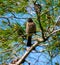 White spectacled bulbul on a tree