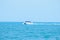 The white speed boat in the sea