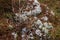 White sphagnum mosses on Irish peatland