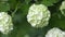 White spherical flowers of snowball tree