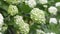 White spherical flowers of snowball tree