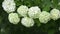 White spherical flowers of snowball tree