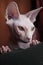 White Sphynx cat portrait close-up on braun background