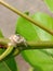 White Spider Hiding Behind Stalks | Nature Photography