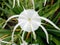 White Spider Lily Flower