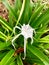 White Spider Lily Flower in the wild