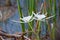 White Spider Lily flowers