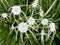 White Spider Lily Flowers