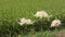 White spider lily flowers