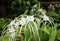 White spider lily Hymenocallis flower.