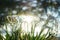 White spider lily. Hymenocallis littoralis.
