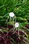 White spider Lily, species of the genus Hymenocallis