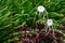 White spider Lily, species of the genus Hymenocallis