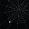 White spider and spider web