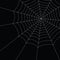 White spider web