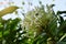 White spike flower blur background.