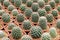 White spines cactus or Owl-Eye Cactus or call Mammillaria parkinsonii in a pot at cactus farm. Minimalist pattern - Houseplant gar