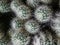 white spiny ornamental cactus plant