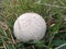 White spiny puffball lycoperdon echinatum pers.